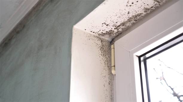 Best Commercial Mold Inspection  in La Porte City, IA