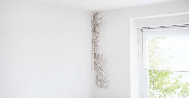 Trusted La Porte City, IA Mold Removal Experts