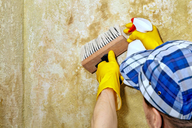 La Porte City, IA Mold Removal Pros
