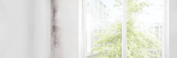 Best Mold Prevention Services  in La Porte City, IA