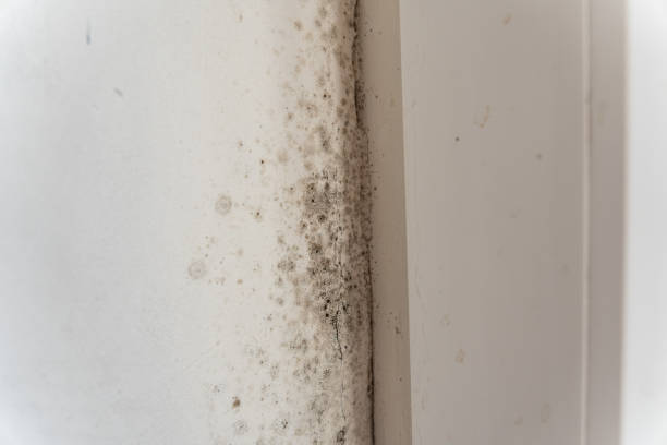 Best Post-Construction Mold Inspection  in La Porte City, IA