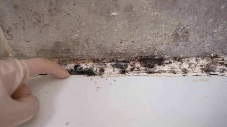 Environmental Consulting for Mold Prevention in La Porte City, IA